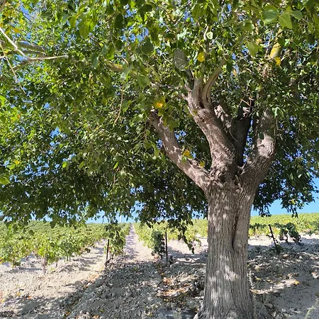 Hacienda Vinum Solis Jerez de la Frontera